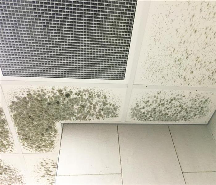 moldy ceiling tiles and wall